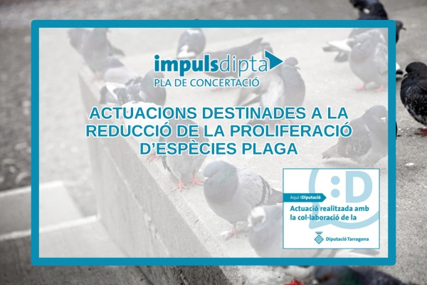 L’Ajuntament realitza actuacions per a la reducció de la proliferació d’espècies plaga amb el suport del Pla ImpulsDipta